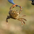 Portrait of a field crab. it`s also known as river crab, freshwater crab and pond crab