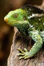 Portrait of Fijian crested iguana Brachylophus vitiensis on Vi Royalty Free Stock Photo