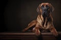 Portrait of fila brasileiro on dark background with space for text