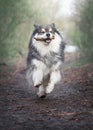 Portrait of a Finnish Lapphund dog outdoors Royalty Free Stock Photo