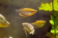 Portrait of a fish in an aquarium