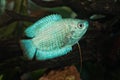 Portrait of fish from genus Trichogaster (Colisa) in aquarium Royalty Free Stock Photo