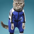 Portrait of a fitness athlete cat wearing sportswear. AI generated illustration
