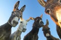 Portrait of five curious funny donkeys