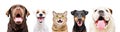 Portrait of five cute funny pets Royalty Free Stock Photo