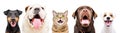 Portrait of five cute funny pets