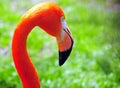 Portrait of flamingo