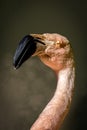 portrait of a flamingo against a dark green background Royalty Free Stock Photo