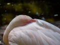 Portrait of a flamingo background