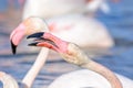 Portrait of a flamingo in a Camargue marsh