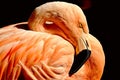 Portrait of a flamingo Royalty Free Stock Photo