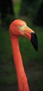 Portrait of a flamingo close-up