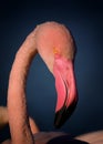 Portrait flamingo with detail his face