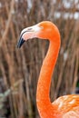 Portrait flamingo