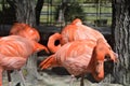 Portrait of a flamingo group in the zoo of Puebla
