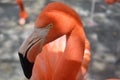 Portrait of a flamingo group in the zoo of Puebla3