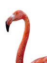 Portrait flamingo isolated on white background