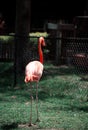 Portrait of a Flamingo in the Park.