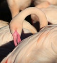 Portrait of flamingo from profile