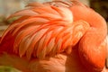 Portrait of a flamingo sleeping.