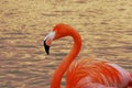 Portrait of the flamingo up close. The bird enjoys swimming on the water. A wonderful reflection of the sunset in the background. Royalty Free Stock Photo