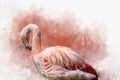 Portrait of a Flamingo, watercolor painting. Red flamingo Phoenicopterus ruber, zoological illustration, hand drawing