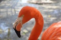 Portrait of a flamingo in the zoo of Puebla