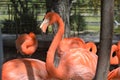 Portrait of a flamingo in the zoo of Puebla2
