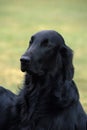 Portrait of Flat Coated Retriever Dog Royalty Free Stock Photo