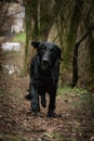 Portrait of flat coated retriever dog, who is running in forest Royalty Free Stock Photo