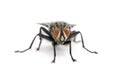 Portrait of flesh fly against white background