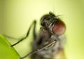 Portrait flies in nature. macro Royalty Free Stock Photo