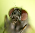 Portrait flies in nature. macro