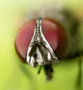 Portrait flies in nature. macro Royalty Free Stock Photo