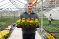 Floriculturist engaged in cultivation of ornamental Calendula in hothouse