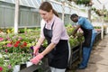 Florist woman working in greenhouse Royalty Free Stock Photo