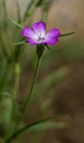 Purple flower and close up photography.