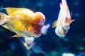 Portrait of flowerhead cichild fish swimming in aquarium