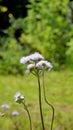 Portrait Flowers of Ageratum conyzoides also known as Tropical whiteweed, Billygoat plant, Goatweed, Bluebonnet, Bluetop, White