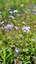 Portrait Flowers of Ageratum conyzoides also known as Tropical whiteweed, Billygoat plant, Goatweed, Bluebonnet, Bluetop, White