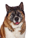 Portrait Of Fluffy Akita Sitting Against White Background