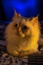 Portrait of a fluffy Angora-Siberian trimmed cat