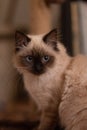 Portrait of a fluffy Birman cat with big expressive eyes