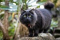 Portrait of a fluffy black cat exploring a lush tropical garden Royalty Free Stock Photo