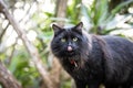 Portrait of a fluffy black cat exploring a lush tropical garden Royalty Free Stock Photo