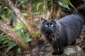 Portrait of a fluffy black cat exploring a lush tropical garden