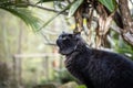 Portrait of a fluffy black cat exploring a lush tropical garden