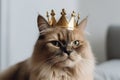 Portrait of fluffy brown beige cat wearing golden crown on his head like a king, laying on the bed. Fashion beauty for pets. Royalty Free Stock Photo