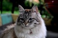 Portrait of a fluffy cat with big blue eyes