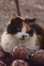 Portrait of a fluffy cat on fishnet Royalty Free Stock Photo